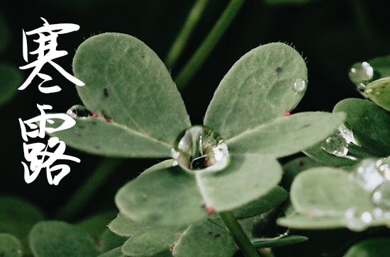 2024年寒露节气是几月几日 寒露属于秋天的节气吗