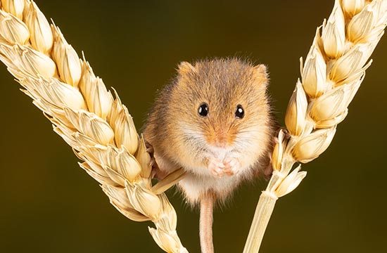 2024生肖属鼠的幸运数字 2024生肖属鼠的幸运数字