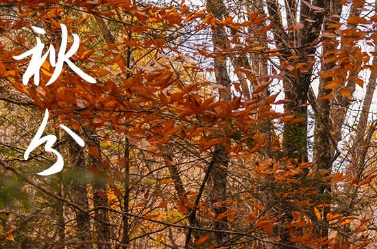 2024年秋分几月几日 2024年9月22日秋分这天适合伐木吗