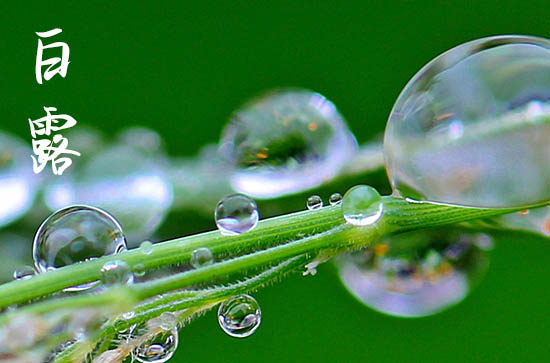 2024白露是几号 白露节气的习俗 2024白露是几号 白露节气的习俗