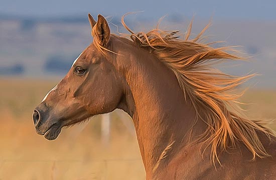 2024年属马最佳的装修动工日子 2024年属马装修动工黄道吉日一览 2024年属马最佳的装修动工日子 2024年属马装修动工黄道吉日一览
