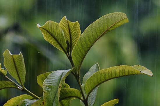 咸宁6月16日天气预报:高温33℃~低温23℃，小雨转雨，会下雨