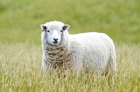 属羊人冲克的生肖是谁 属猴人