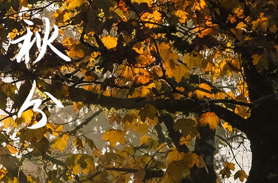 2024祝福秋分快乐的简约文案