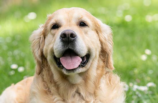 适合属狗人长期佩戴的吉祥物