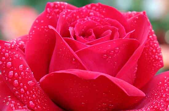 2023温柔干净的520情话说说160句