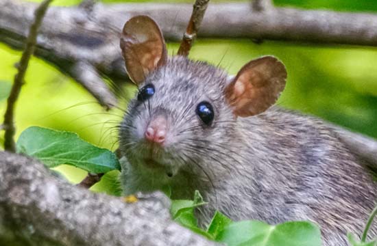 2024属鼠的家里忌讳摆放什么   属鼠人家里什么不能放