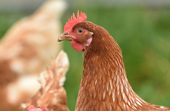 属鸡最佳结婚吉日2024年 2024年属鸡最佳结婚日子一览