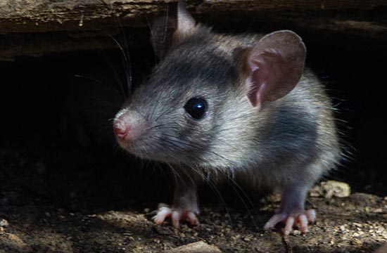 2024年属鼠人的全年运势1984出生 肖鼠事业注意事项