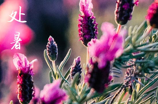 处暑节气的含义是什么意思 处暑节气的谚语