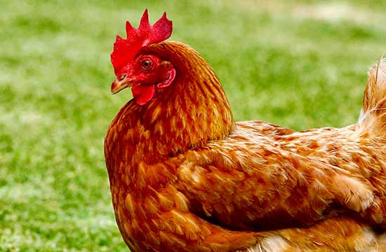 93年的鸡一生有几次婚姻 属鸡人最佳配偶 93年的鸡一生有几次婚姻 属鸡人最佳配偶