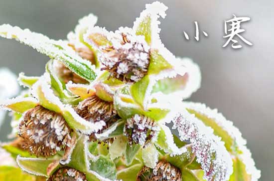 2025年1月小寒大寒是多少日