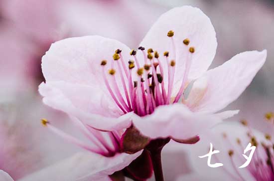 2024七夕节礼物排行榜 送什么好