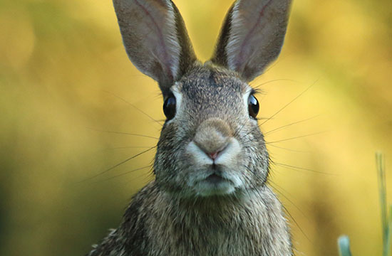 2024年属兔巨蟹座运势解析查询完整版