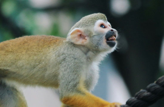 2024属猴的人带金还是玉好   属猴男适合佩戴什么玉