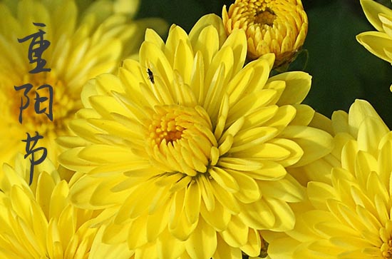 今年重阳节是几月几日2023