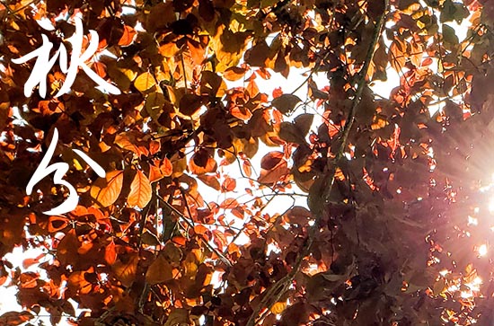 2024年温馨秋分祝福语(精选200句) 2024年温馨秋分祝福语(精选200句)