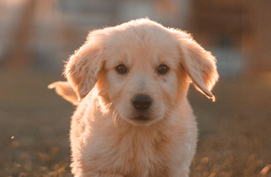 94年属狗2024夫妻感情走势  婚姻运