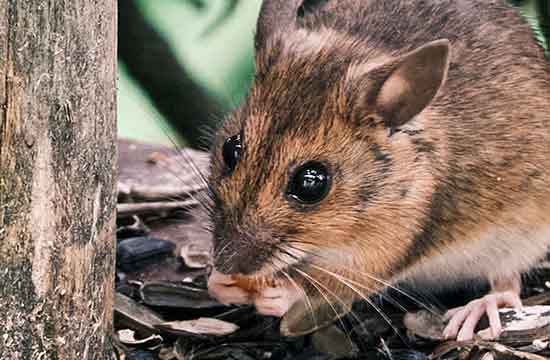 2024年属鼠上半年运势如何 2024年属鼠上半年运势及运程 2024年属鼠上半年运势如何 2024年属鼠上半年运势及运程