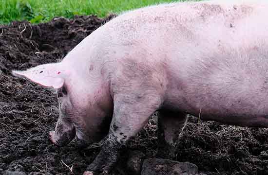 95年属猪女的婚姻预测2024 95年属猪女的适配生肖 95年属猪女的婚姻预测2024 95年属猪女的适配生肖