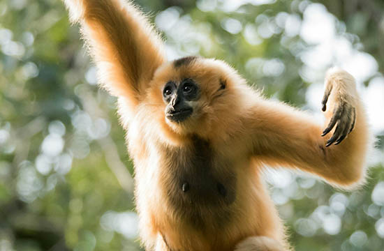 2024属猴人的暗中贵人 生肖猴的贵人是谁 2024属猴人的暗中贵人 生肖猴的贵人是谁