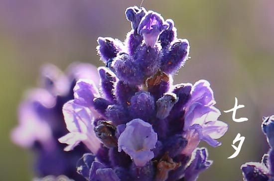 七夕2024年几月几号 具体哪天过节