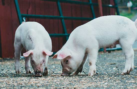 2025年属猪人的命运