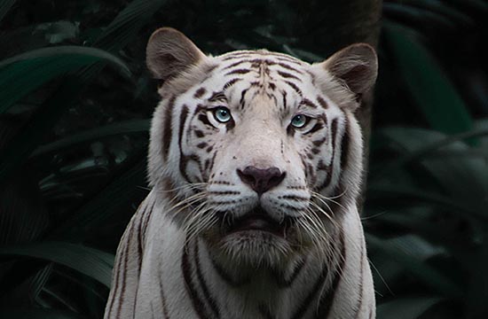 1950年出生虎2025年龄几岁