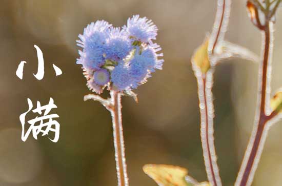 小满的寓意和象征 小满的习俗