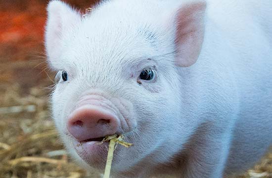 1971年几月猪最有福气2024