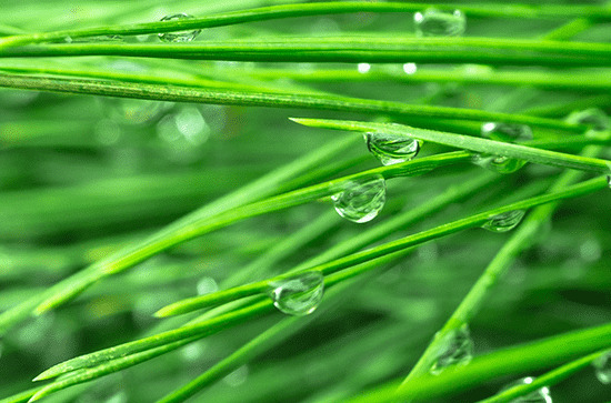 2024年谷雨几点几分出来 2024年谷雨是农历几月几日