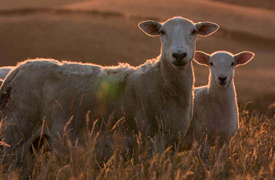 2024属羊二婚会幸福吗 2024属羊二婚会幸福吗