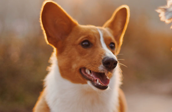 2024属狗人最旺的颜色是什么