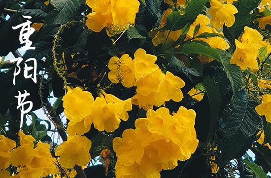 重阳节的对联 重阳节习俗的相关对联