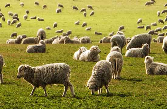 2025年属羊最佳的搬新家日子 2025年属羊搬新家最好的吉日