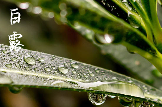 面面俱到话白露养生 白露养生如何做