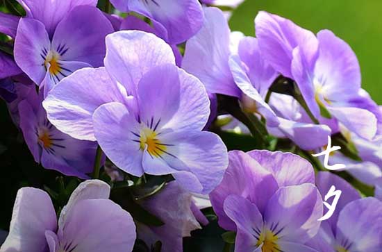 2024七夕是什么时候 具体几月几号