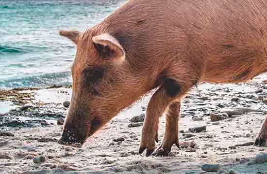 属猪的文昌位在哪个方向 文昌位如何布置