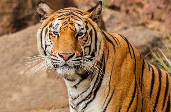 属虎人2024年上半年运势运程详解  属虎人2024年每月运势