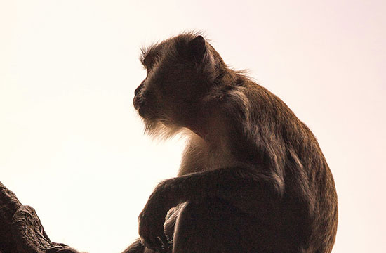 1944年出生属猴2025几岁了