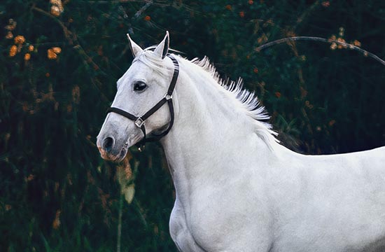 2024年属马上半年运势如何 2024年属马上半年运势及运程