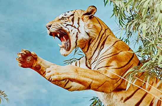 1962年出生属虎的人命运如何2024